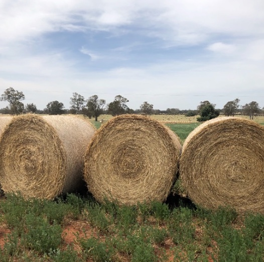 Lucerne Hay 5x4 Rolls Hay & Fodder Lucerne Hay For Sale
